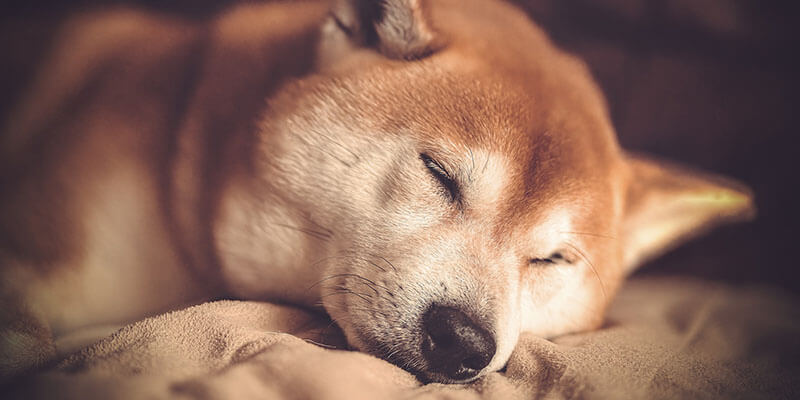 柴犬